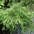 多脈鵝耳櫪(植物)