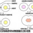 雜種(生物學用詞)