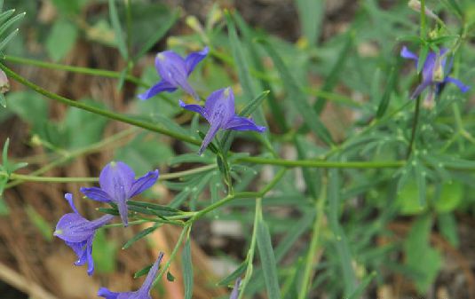 金沙翠雀花