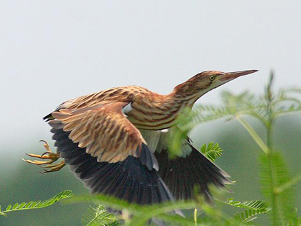 黃葦鳽