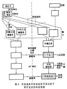 聲學流程圖