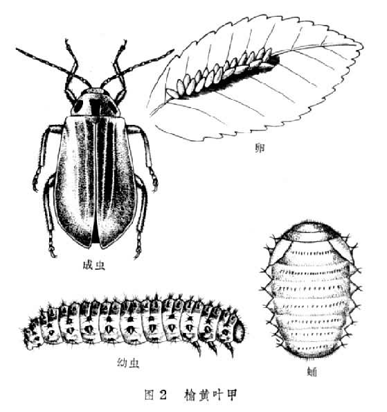 榆黃葉甲