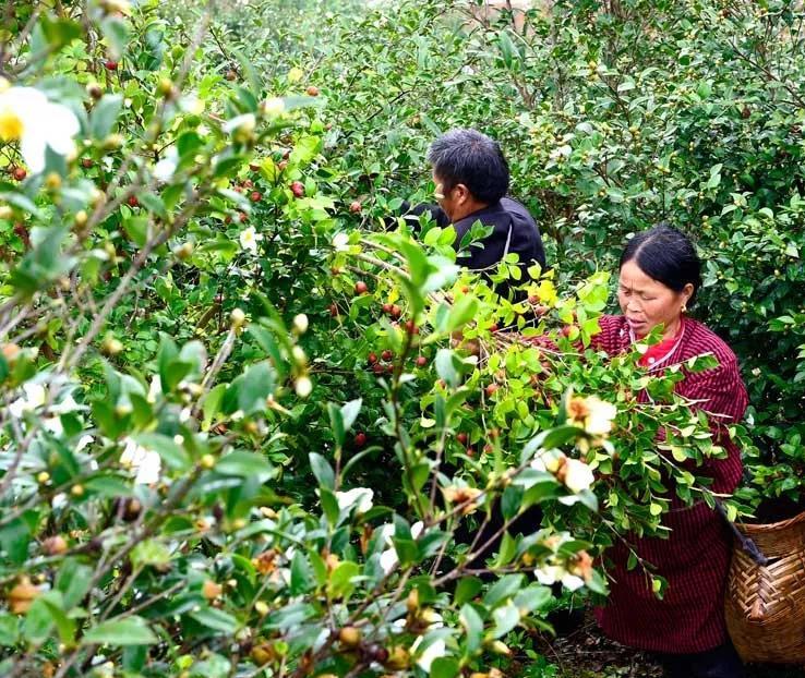 錦屏茶油