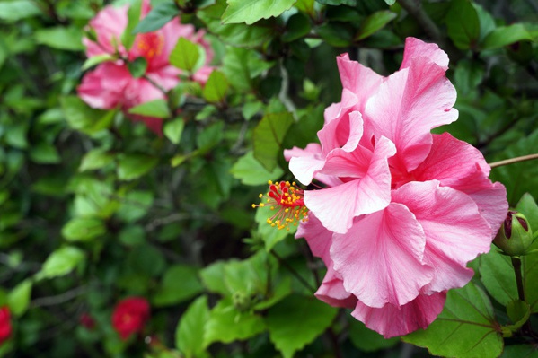 大蝦芒果鱷梨沙拉