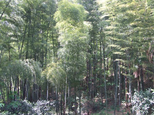 安徽大王山國際山村度假群落