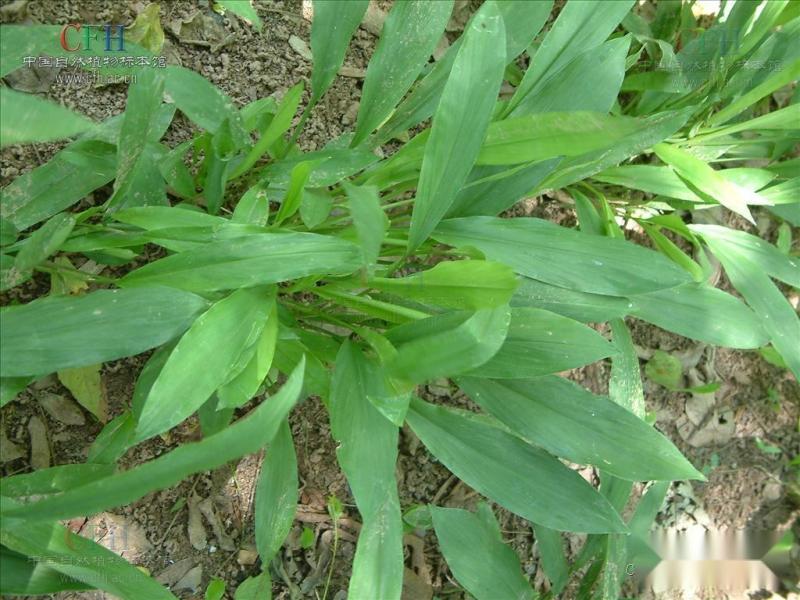 大金牛草(大金牛草)