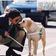 香港導盲犬協會
