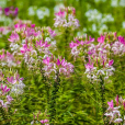 醉蝶花(醉蝶（薔薇屬月季栽培品種）)