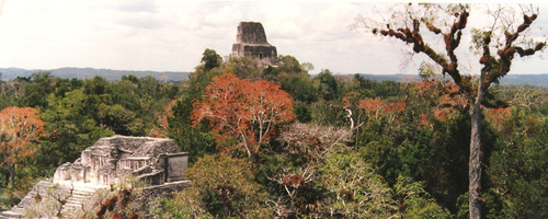 熱帶雨林中的蒂卡爾瑪雅金字塔