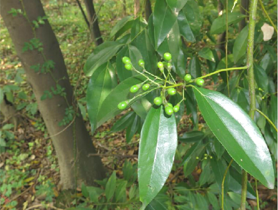 陰香根(山玉桂)