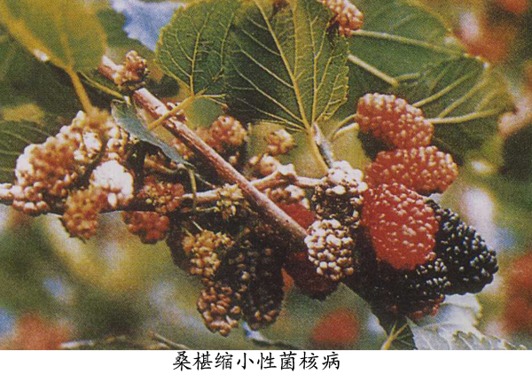 桑椹菌核病