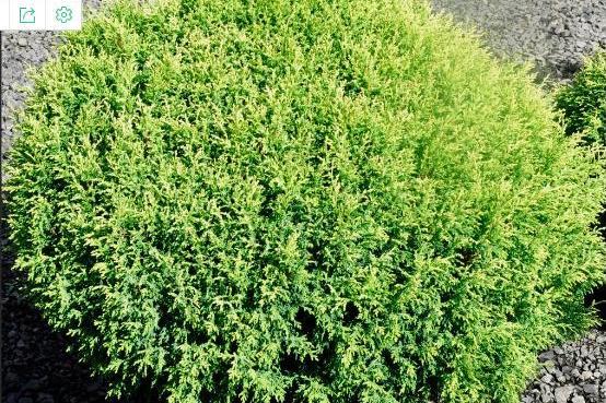 Chamaecyparis pisifera \x27Cream Ball\x27