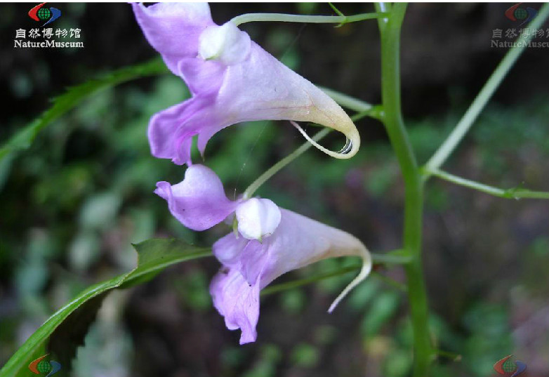 睫毛萼鳳仙花