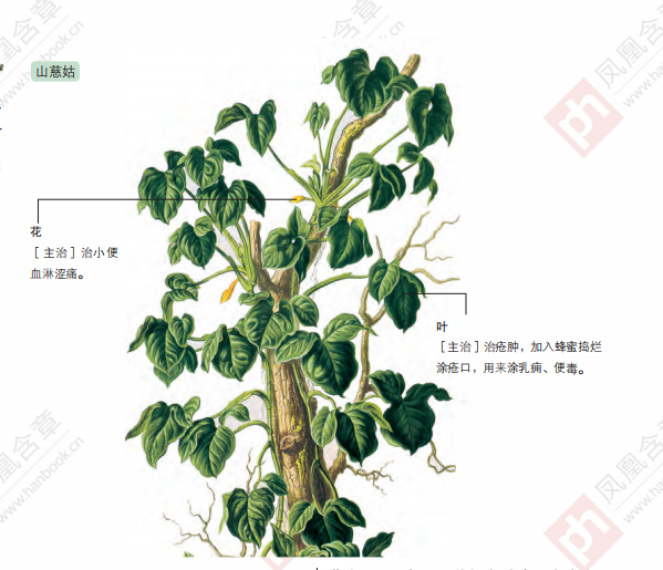 山慈姑(秋水仙科山慈姑屬植物)