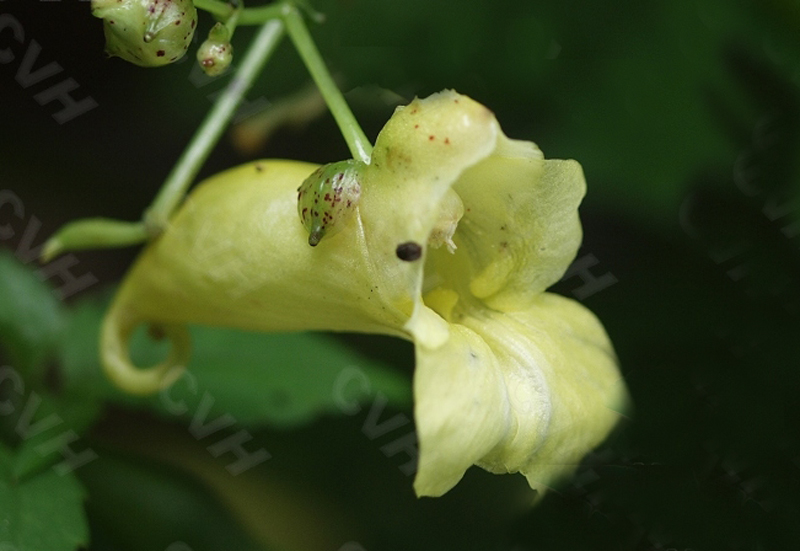 湖北鳳仙花