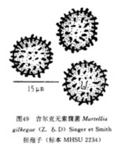 吉爾克無索腹菌