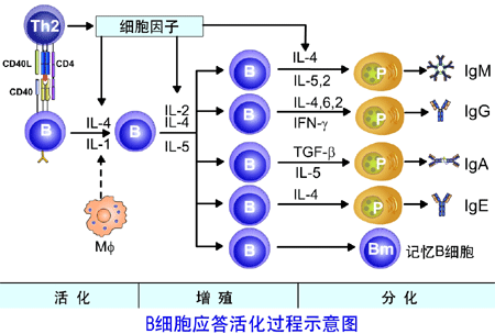 B細胞激活示意圖