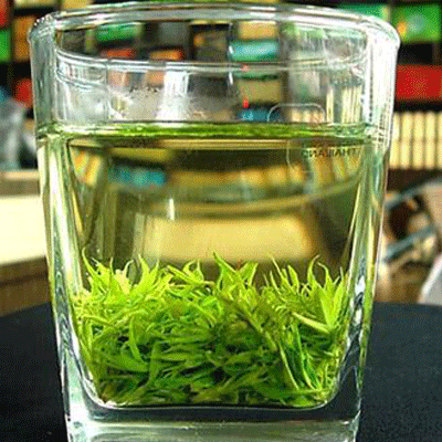 苦丁茶(冬青科冬青屬植物)