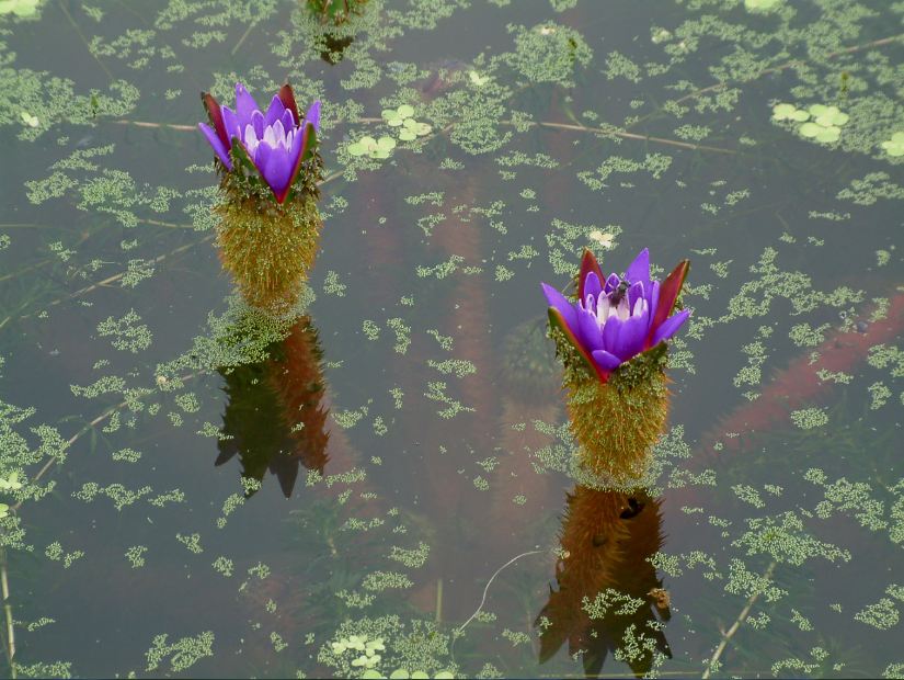 姑蘇芡2號