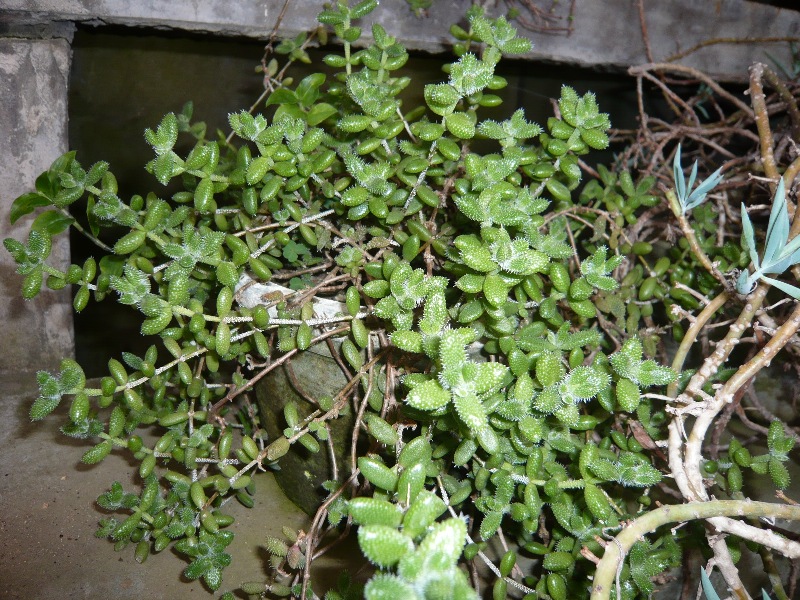 刺葉露子花