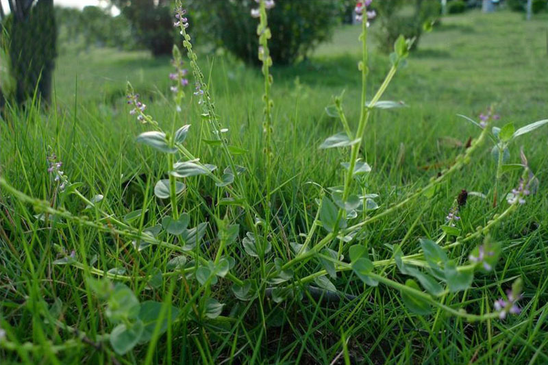 吹雲草(遠志科植物)