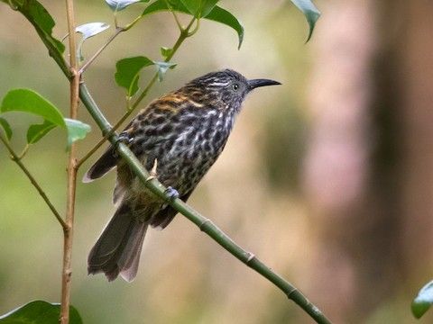 紅背嗜蜜鳥