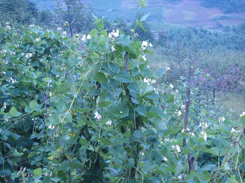 下岔河村白芸豆種植業