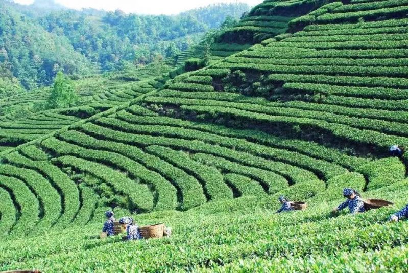 金秋湖茶博園景區