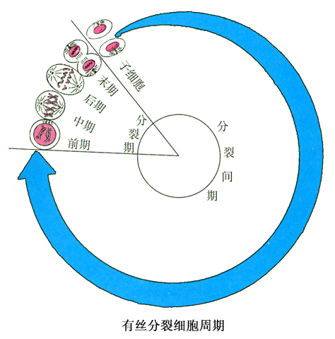 細胞增殖