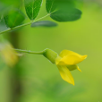 樹錦雞兒(植物)