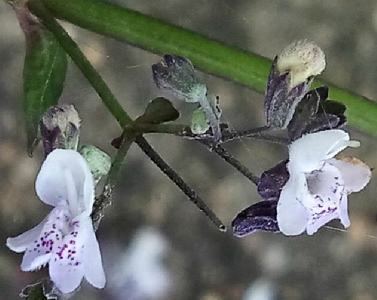 尾葉香茶菜