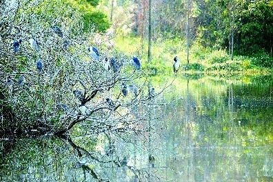 福建農林大學濕地公園