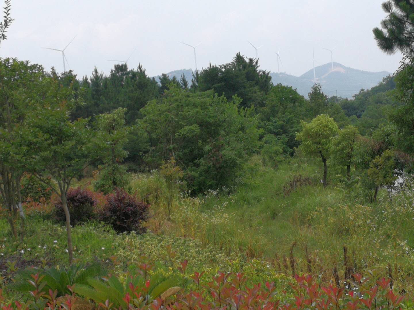 魯老屋後山藍莓基地3