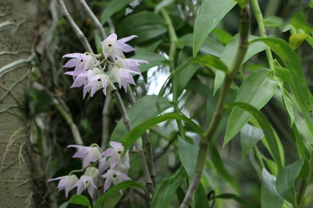 鉤狀石斛尖峰嶺20號