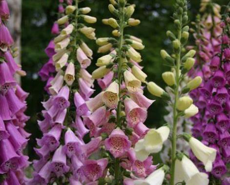 Digitalis purpurea (Excelsior Group)