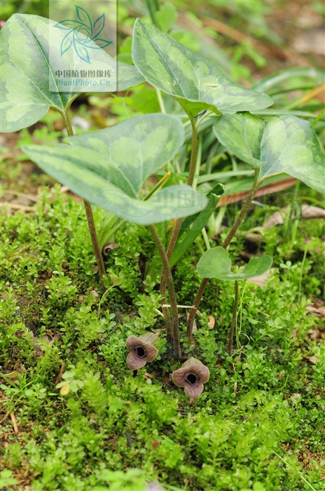 馬辛(植物別名)