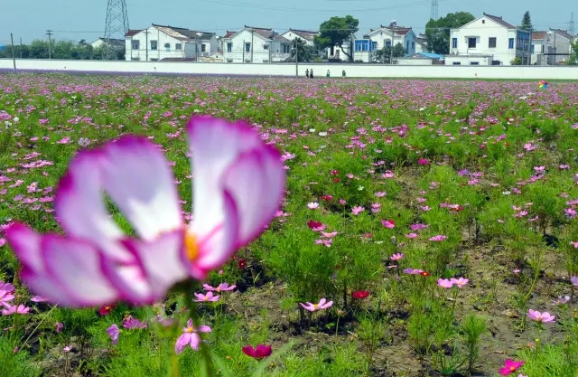 美棲花田