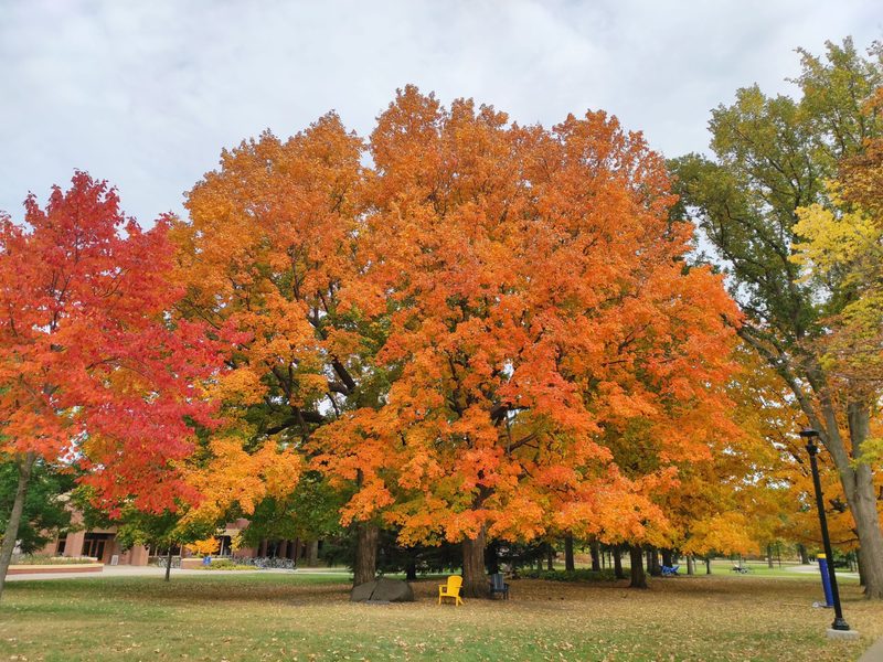 卡爾頓學院(Carleton College)