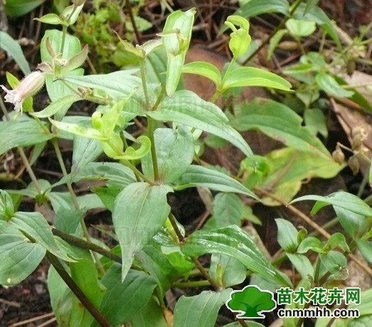 黏萼蠅子草(粘萼蠅子草)