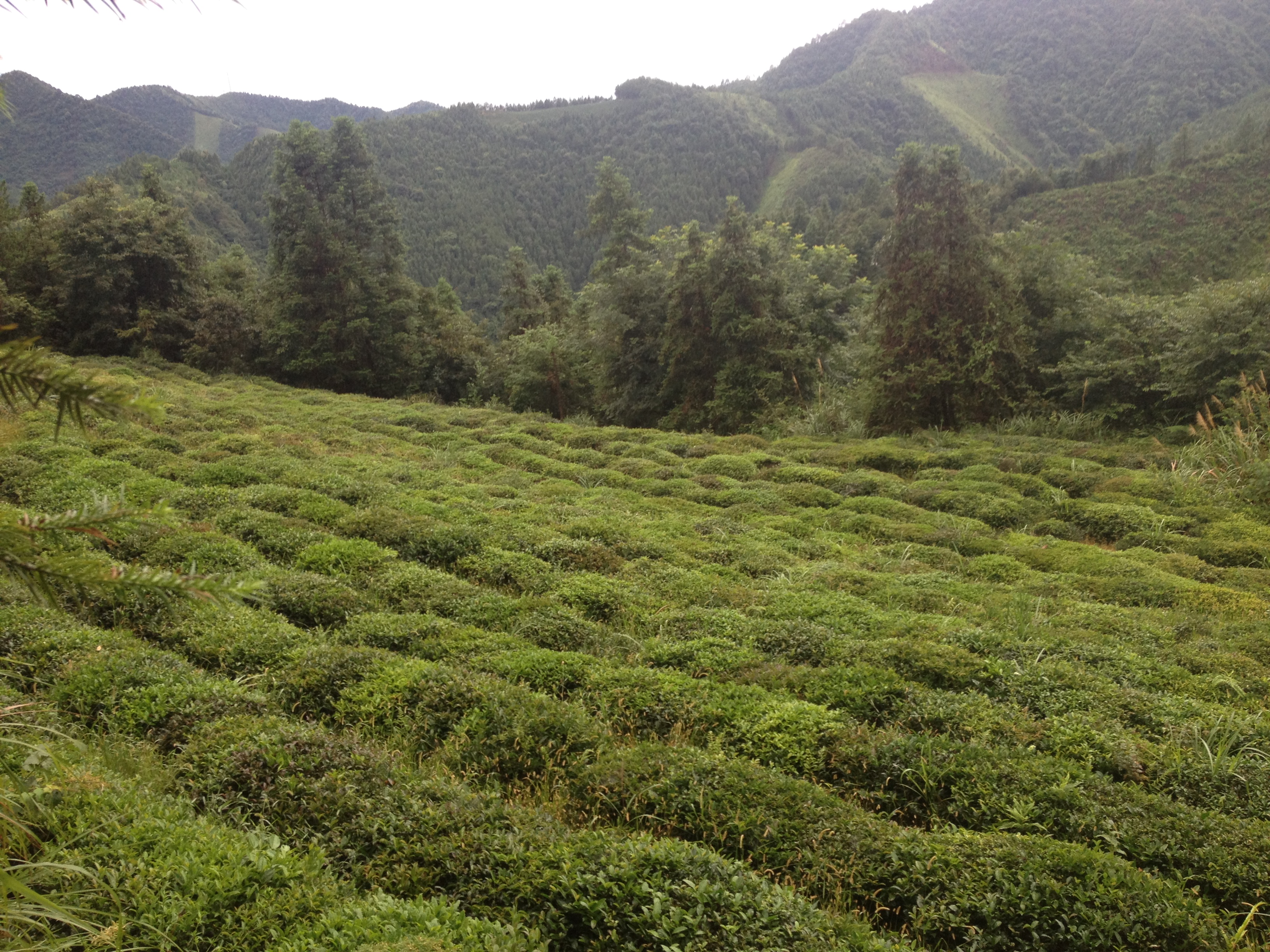 神吉山皇家茶園