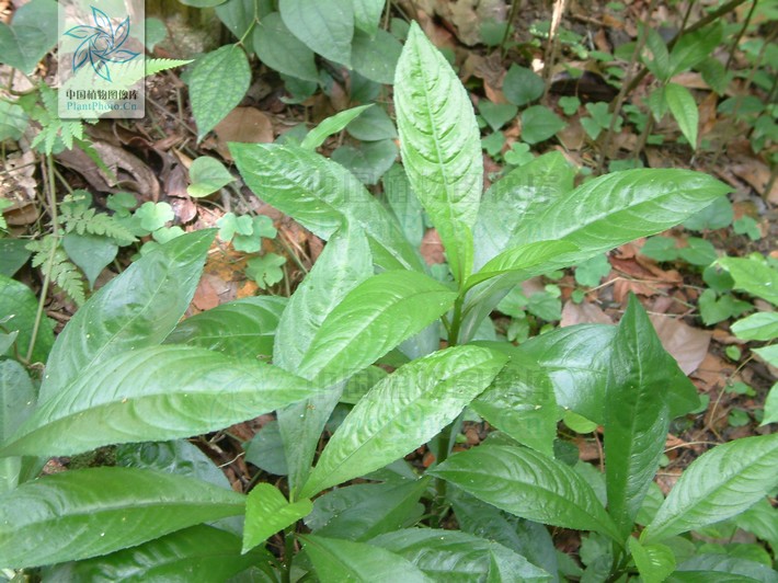 火油草(火油草)