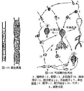 氣球藻的生活史