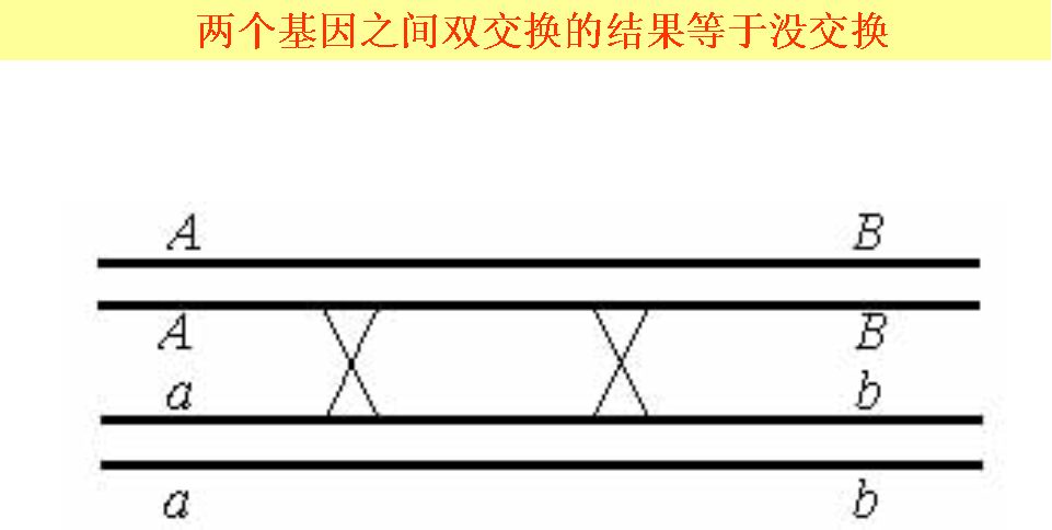 雙交換