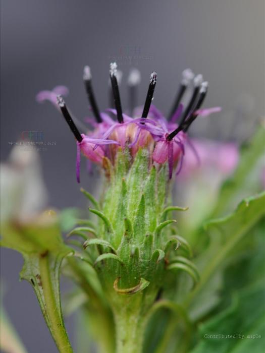 中甸風毛菊