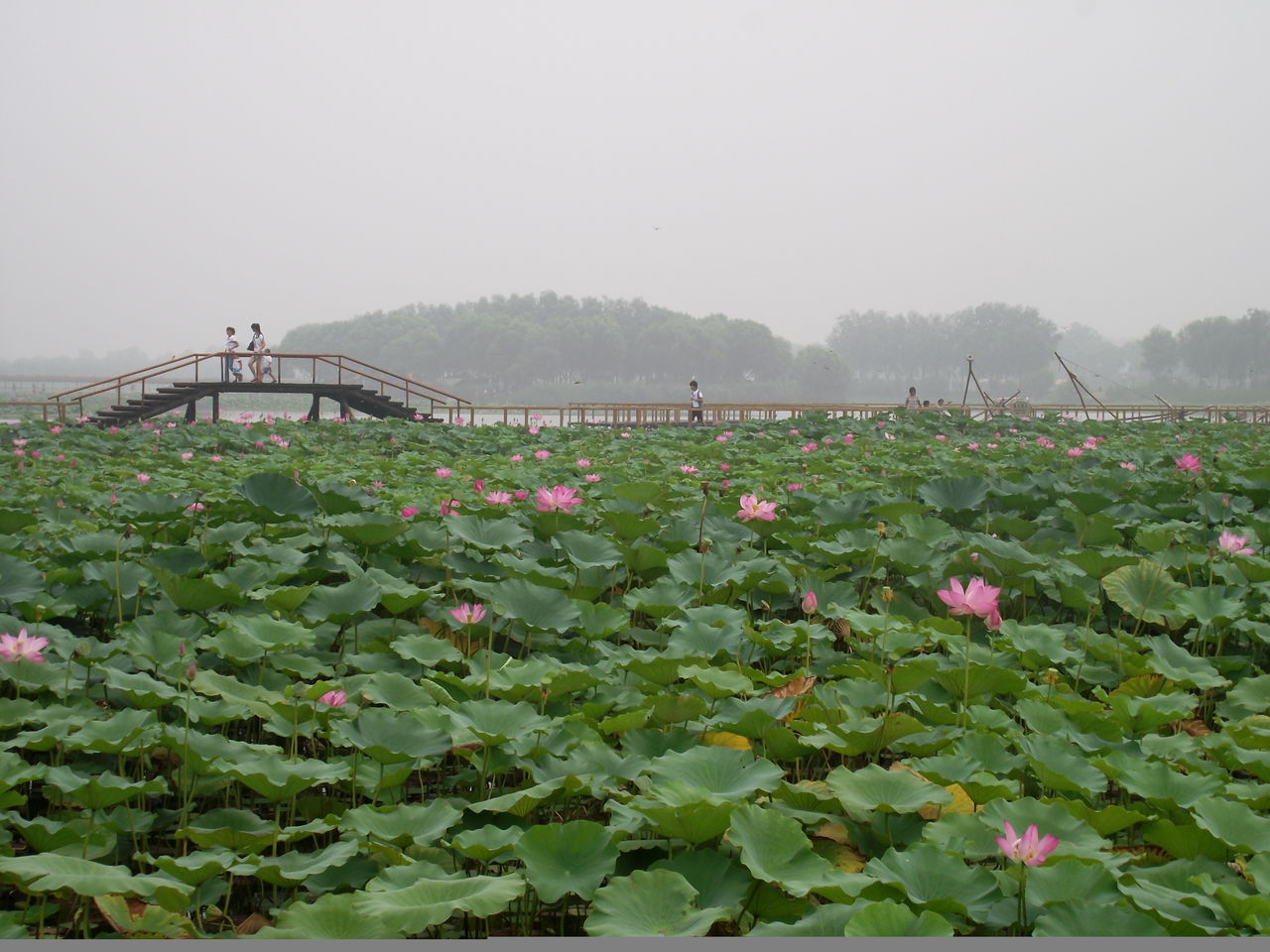 保定白洋淀影視基地