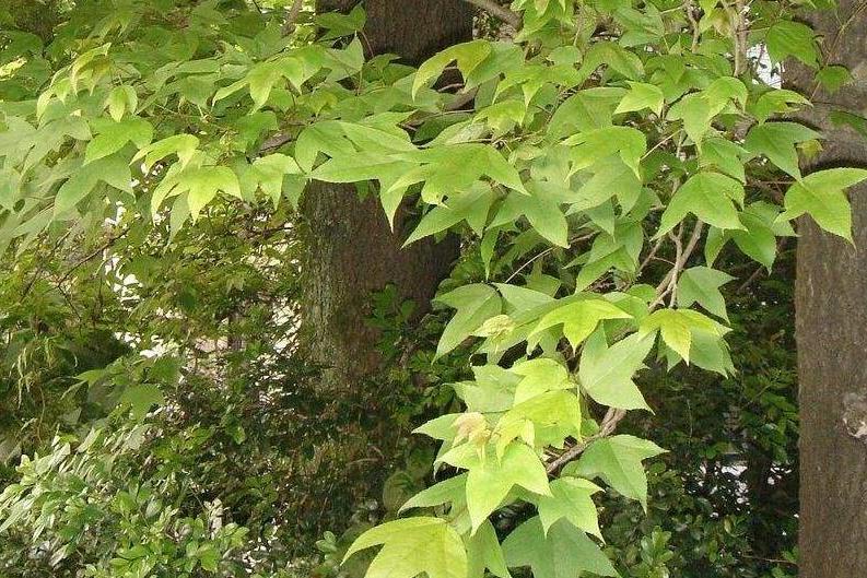 楓香黃山學院12號