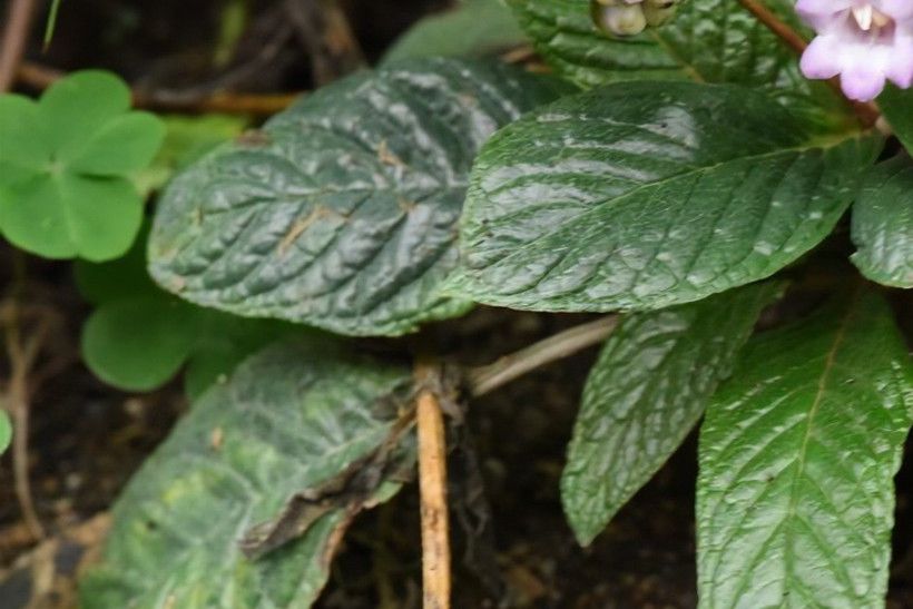 蛛毛苣苔屬