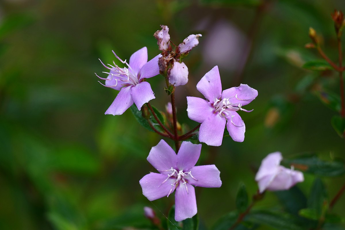 銀毛蒂牡花