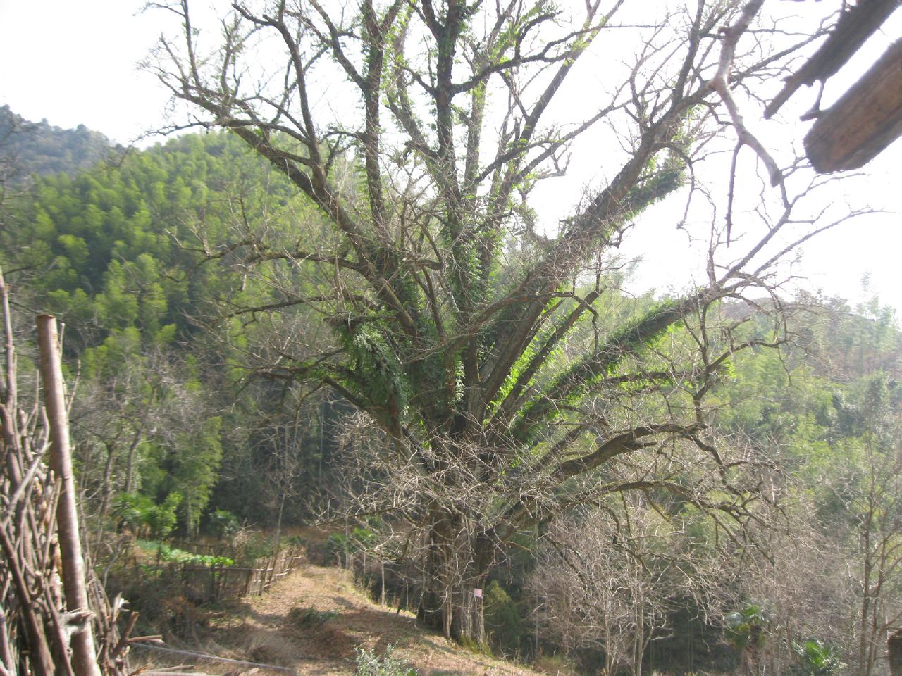 安福縣陳山村