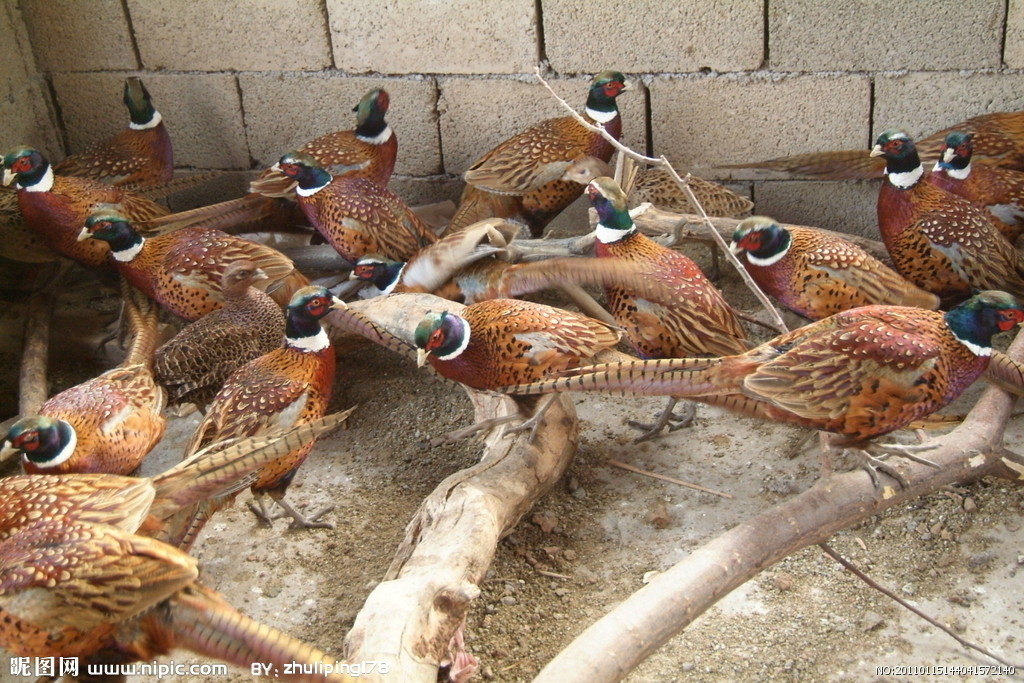 湖南山雞養殖網-山雞